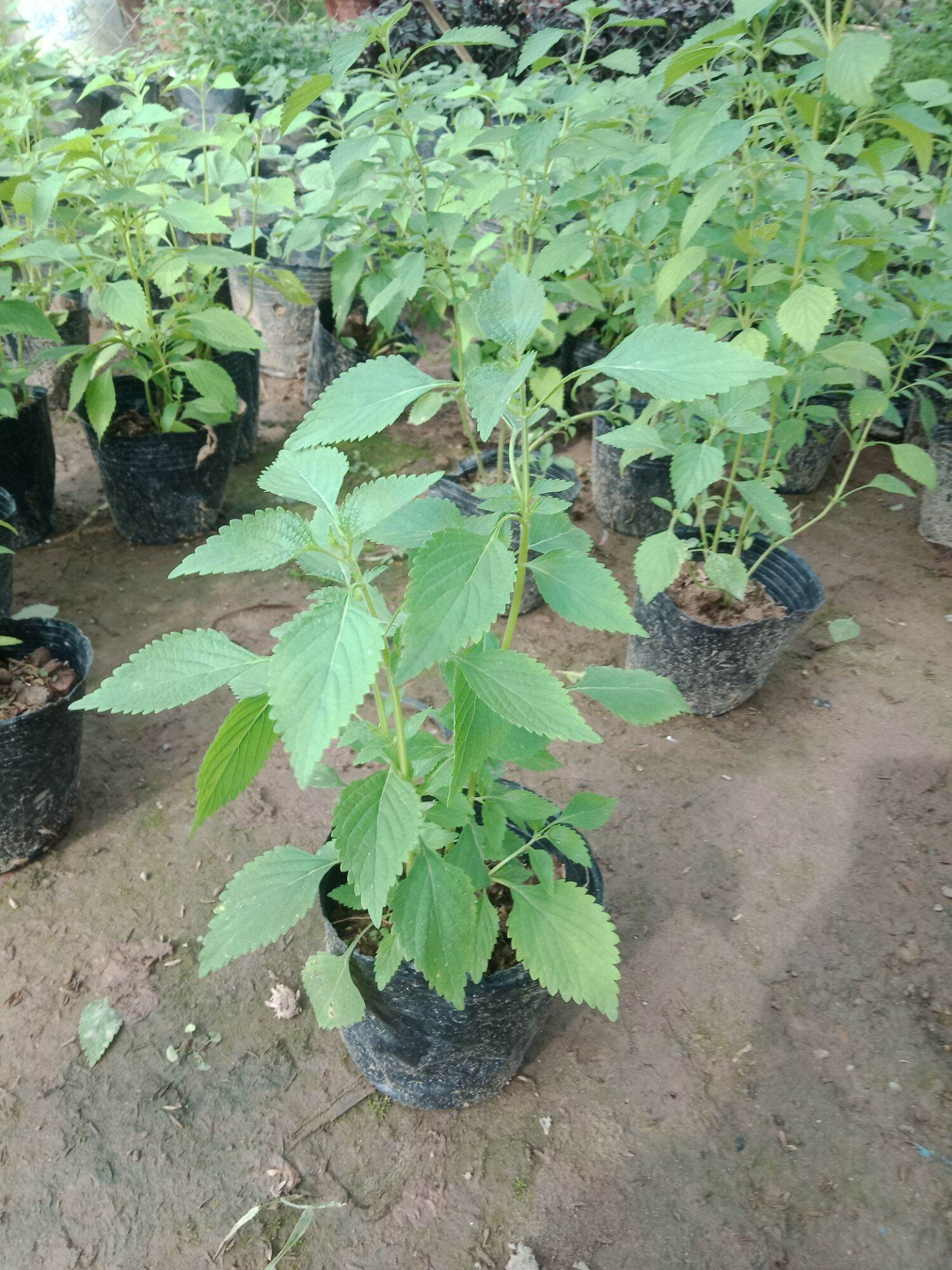 cây rau kinh giới bầu 3 cây