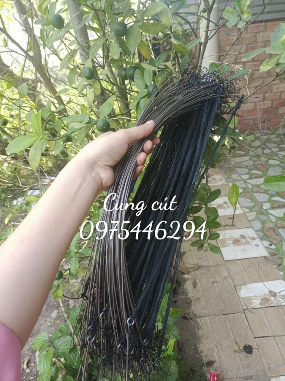 5 cung bẫy chim cút