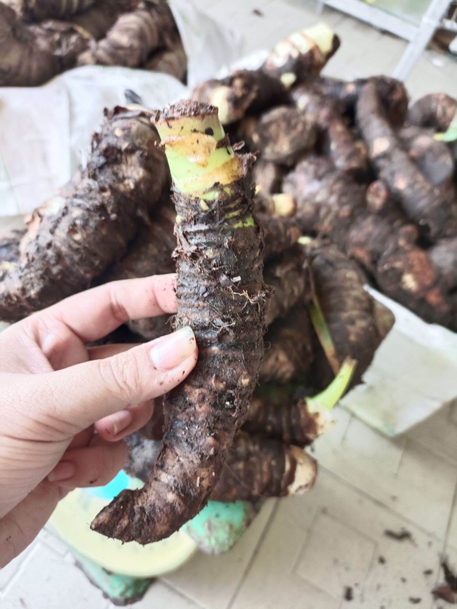 3 Cùi củ bạc hà núi giống