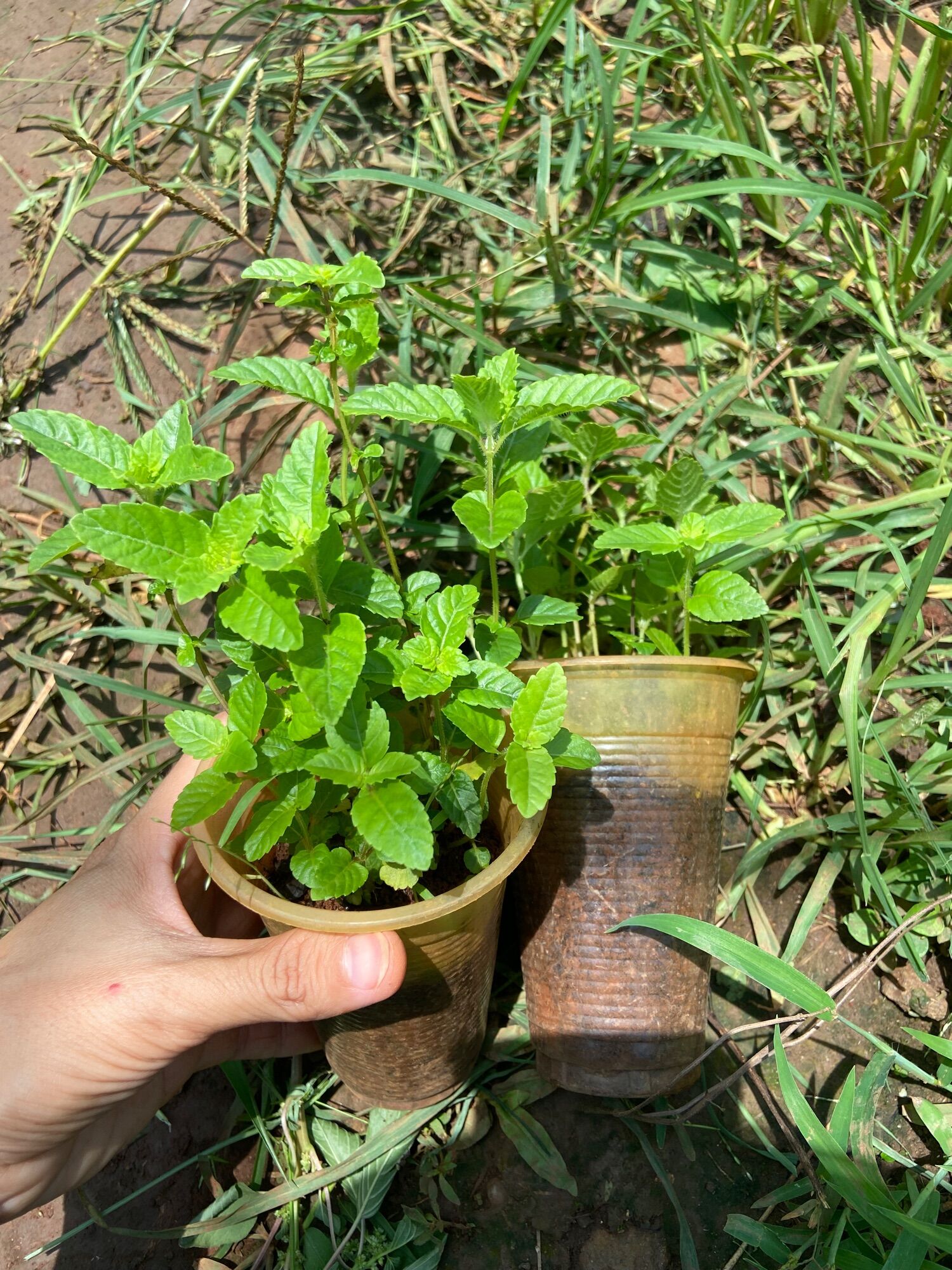Cây sương sáo làm thạch đen