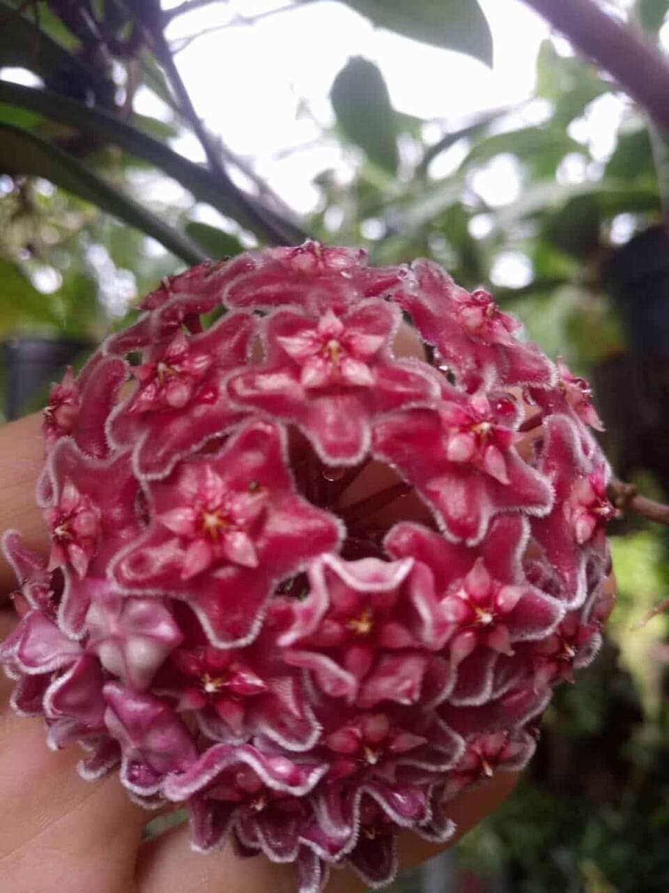 Cẩm cù đỏ hoa thơm cây trưởng thành sắp hoa