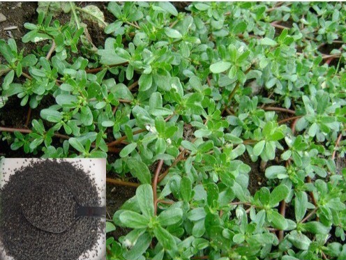 hạt giống rau sam gói 2 gram