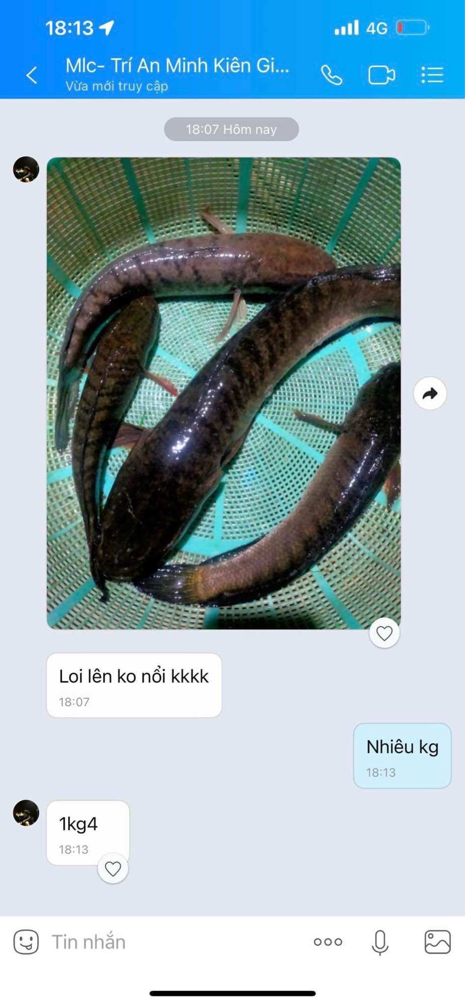 Lưỡi câu cá lóc - Cá quả, thép lớn