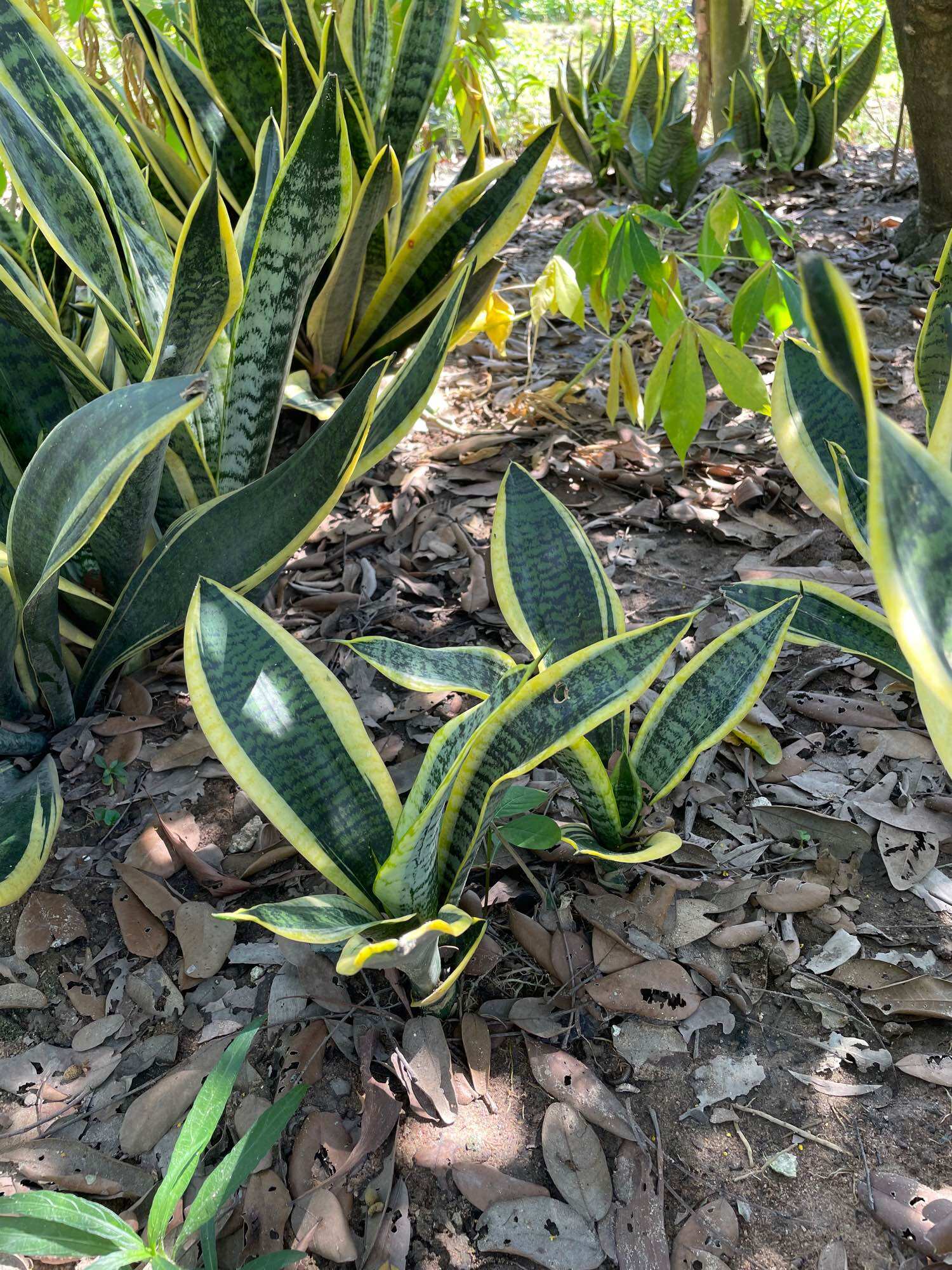 Dwarf Tiger Tongue with Small Golden Border