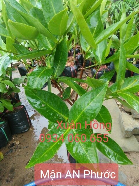 cây mận đỏ An Phước 100cm, cây đẹp