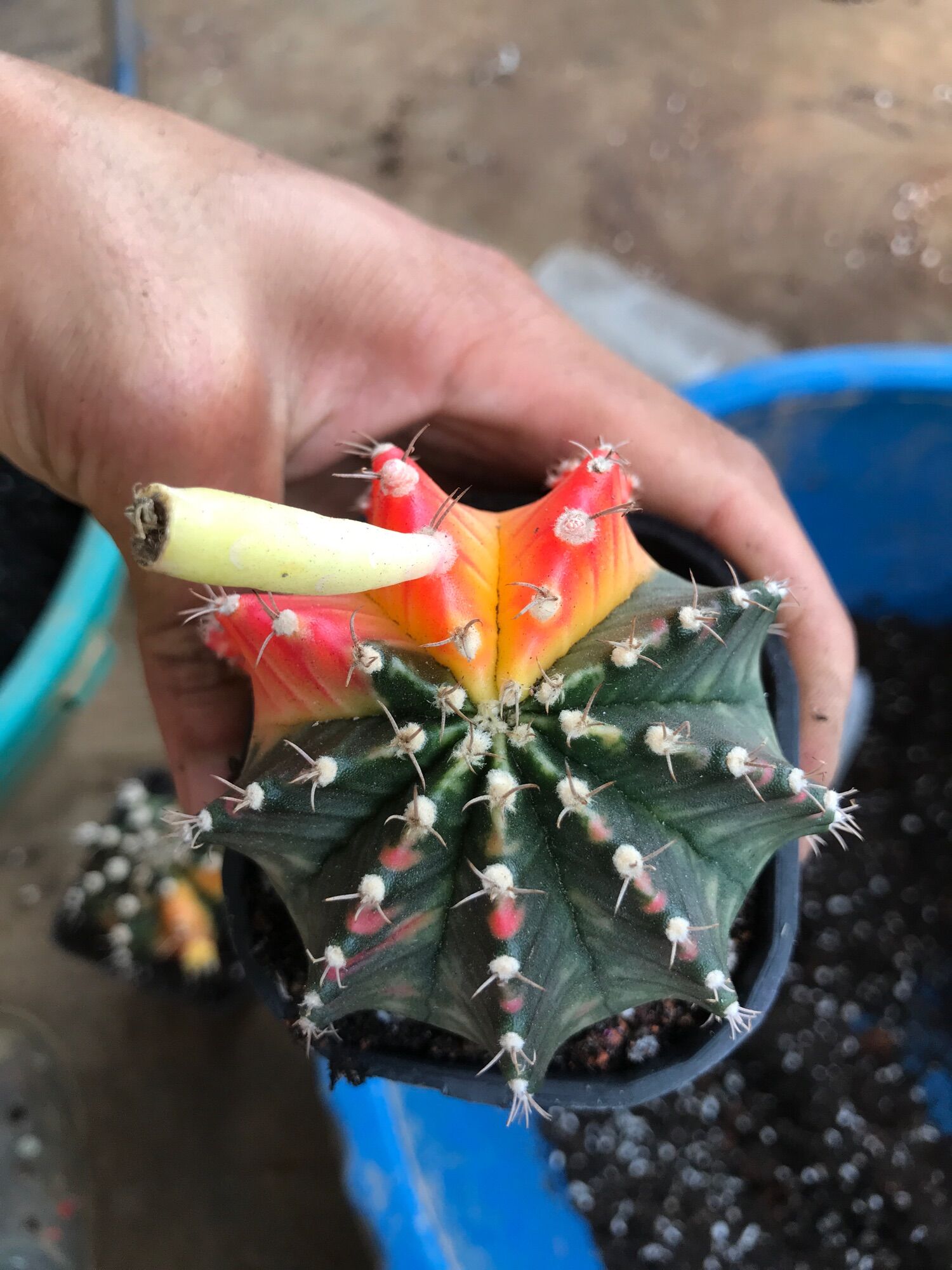 Combo 3 cây xương rồng lem size 8-10cm