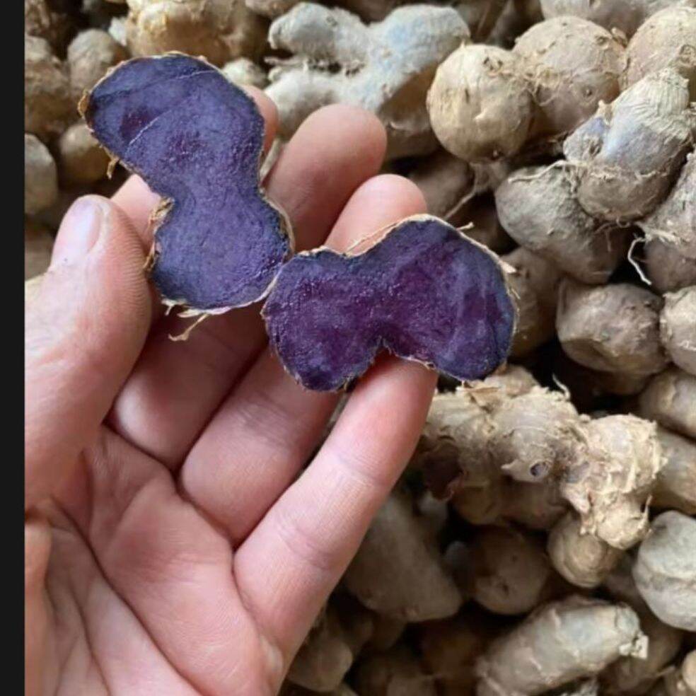 GỪNG ĐEN (NGãi đen,ngãi tím) đào Rừng củ nguyên đậm