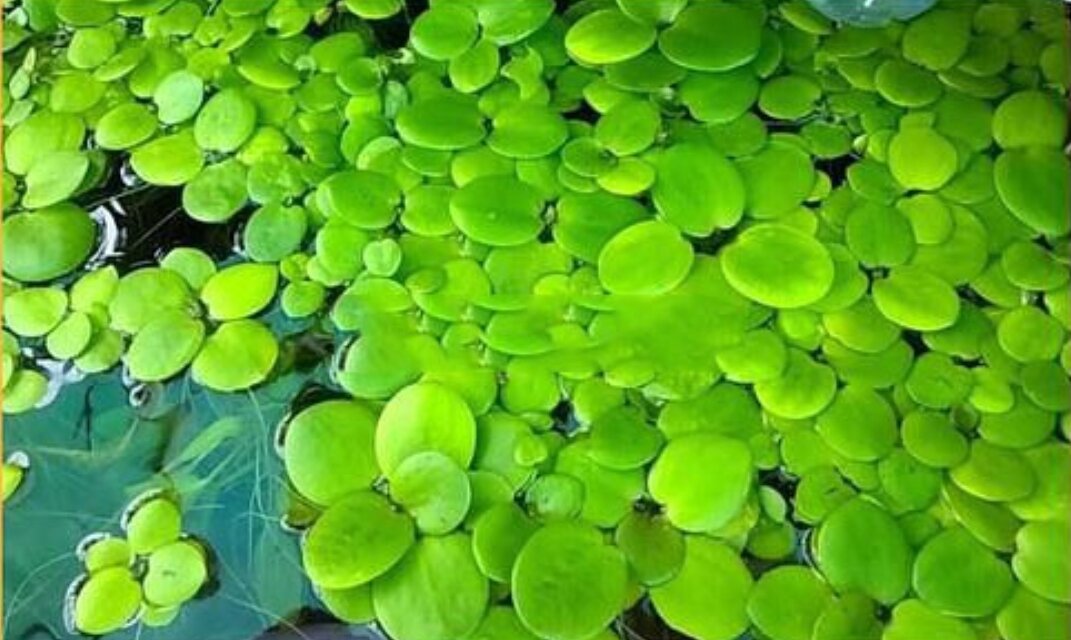 10 cây bèo nhật thủy sinh