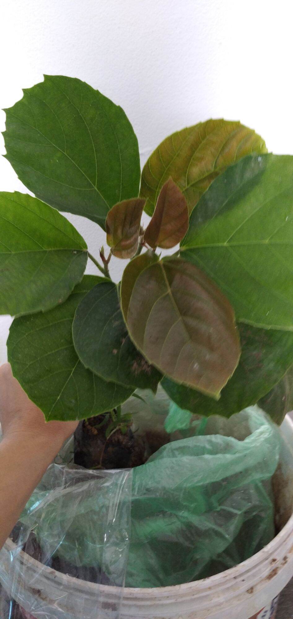 Cây Vả  giống ( sung vả)