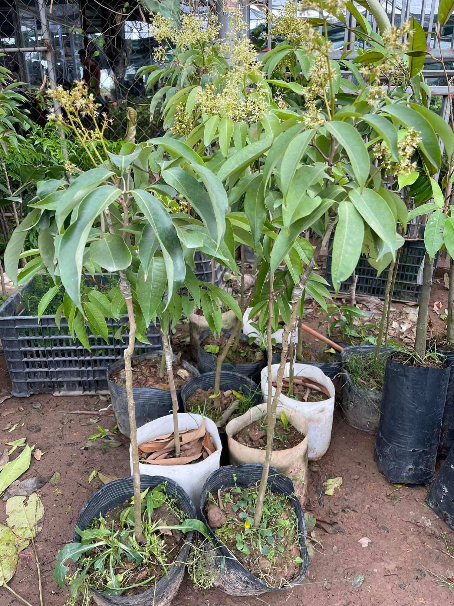 Cây giống vải lùn không hạt(1bầu cây giống cao 30cm)