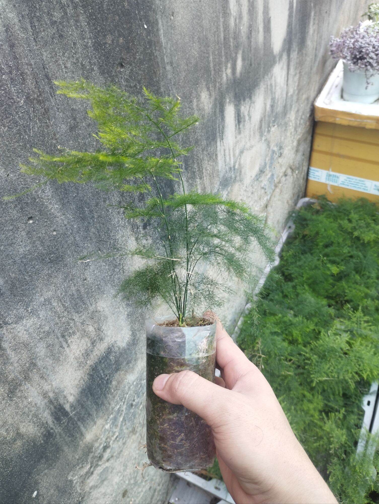 Kim thuỷ tùng mini