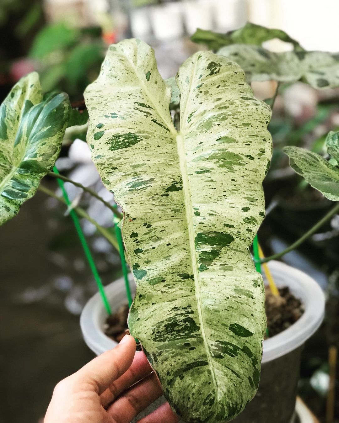 Cây Philodendron Paraiso Verde Variegated