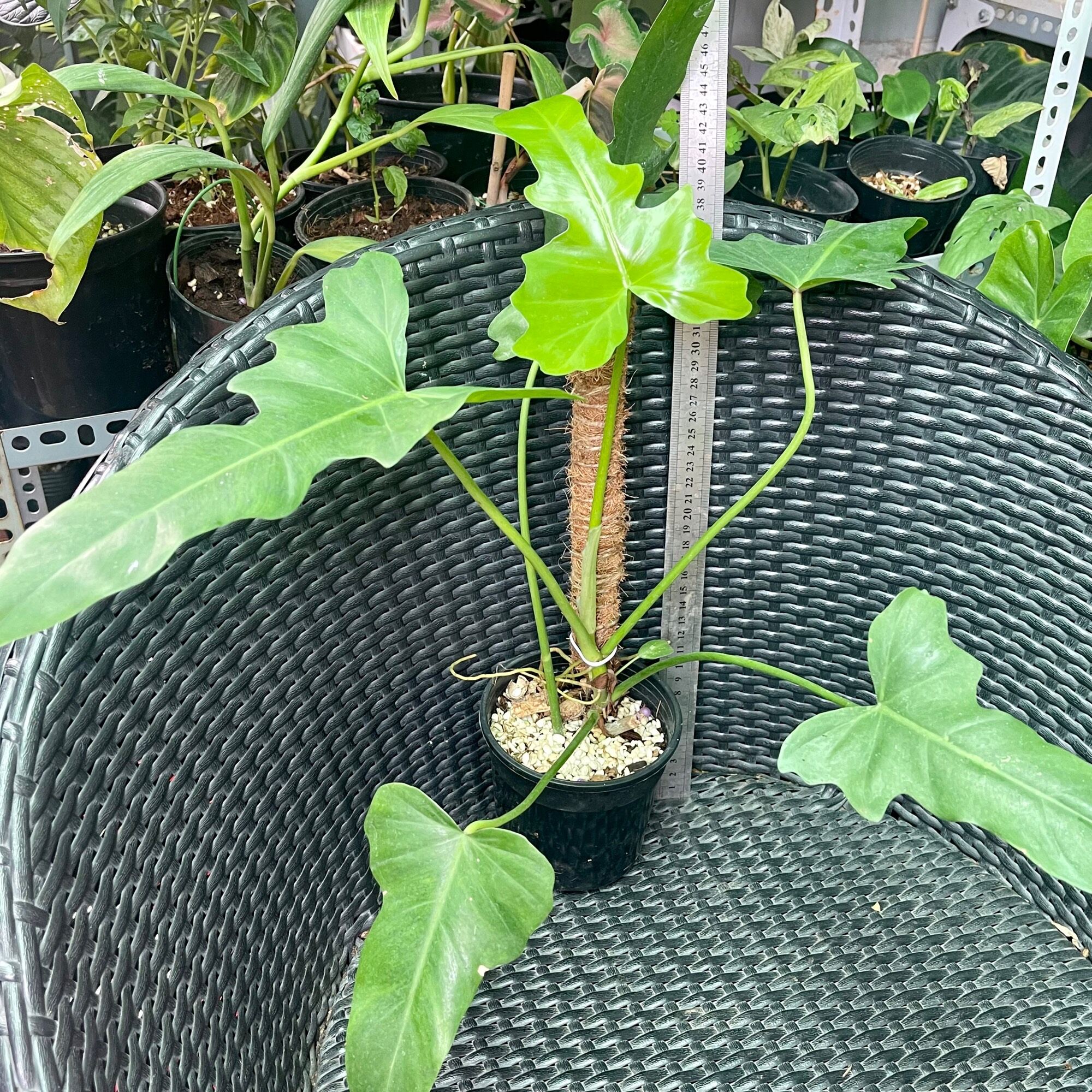 Cây trầu bà rồng philodendron golden Dragon