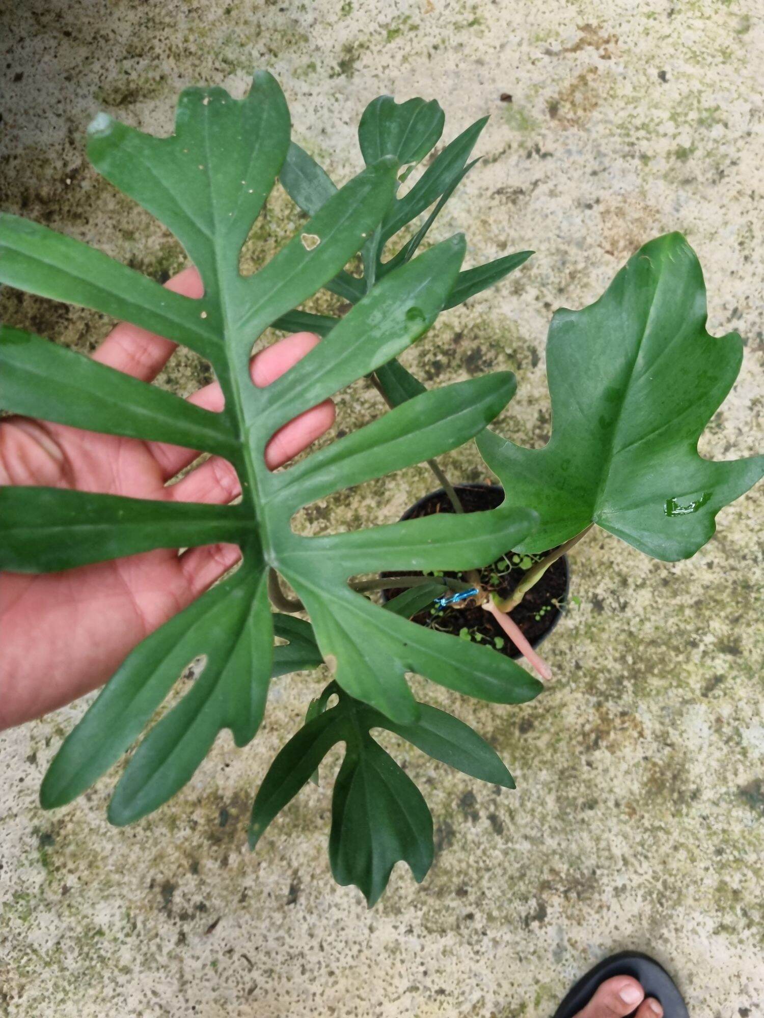 Cây Philodendron mayoi