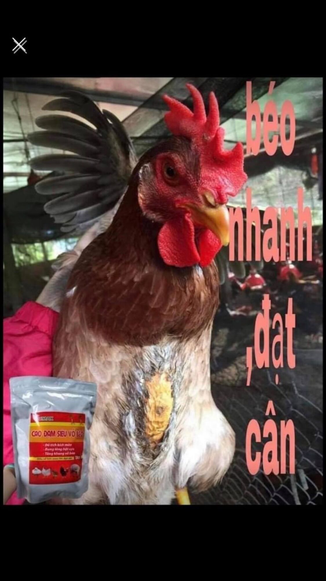 CAO ĐẠM SIÊU VỖ BÉO