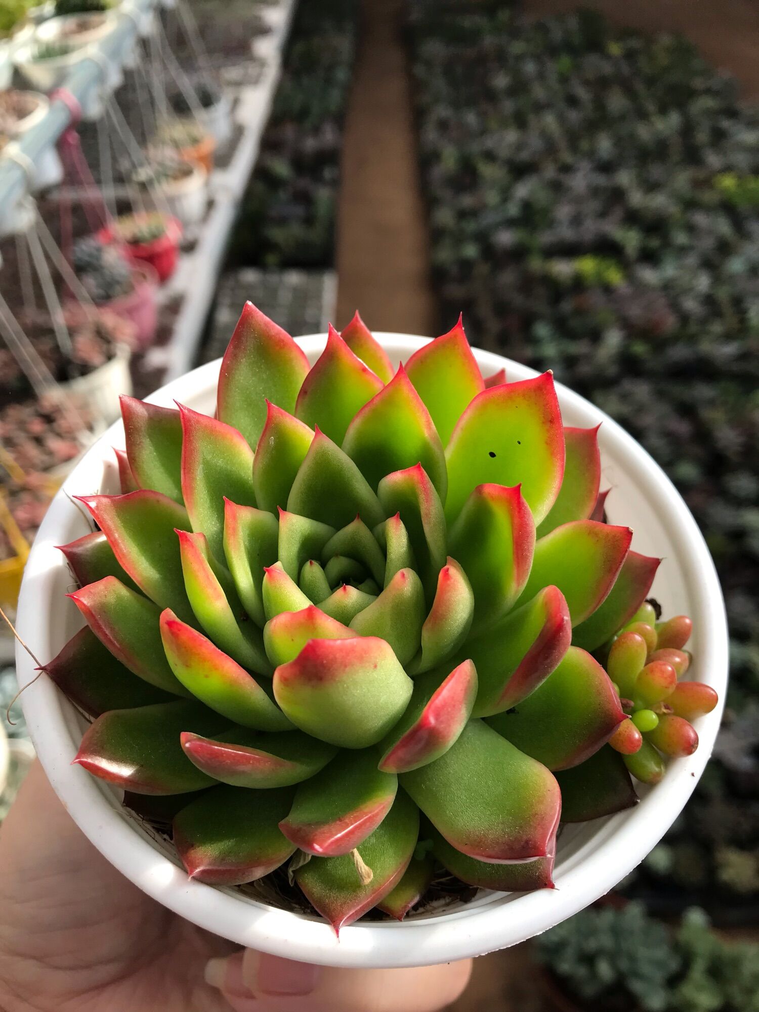 Sen đá viền lửa cute size trung