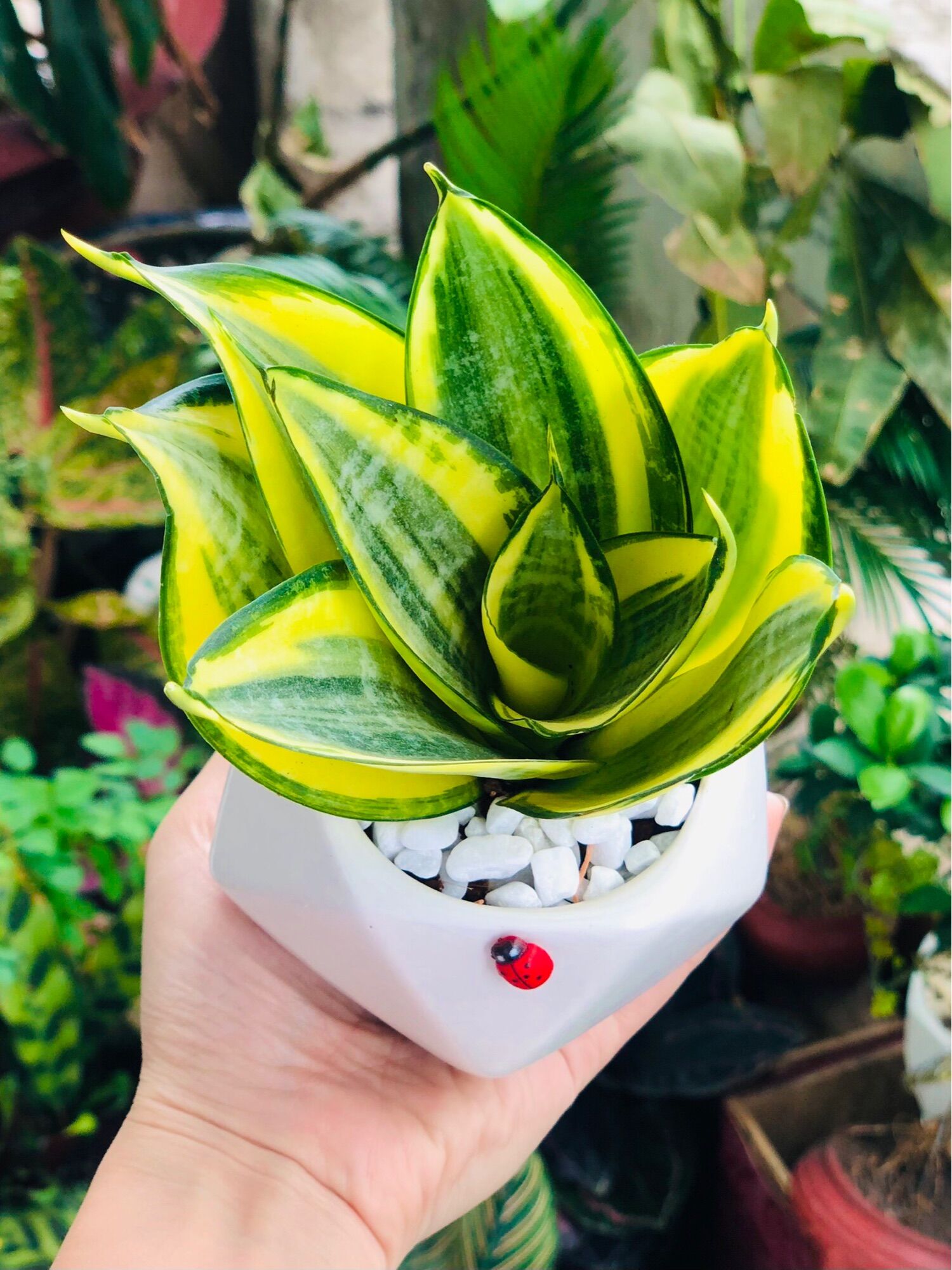 Chậu lưỡi hổ thái, bao gồm chậu