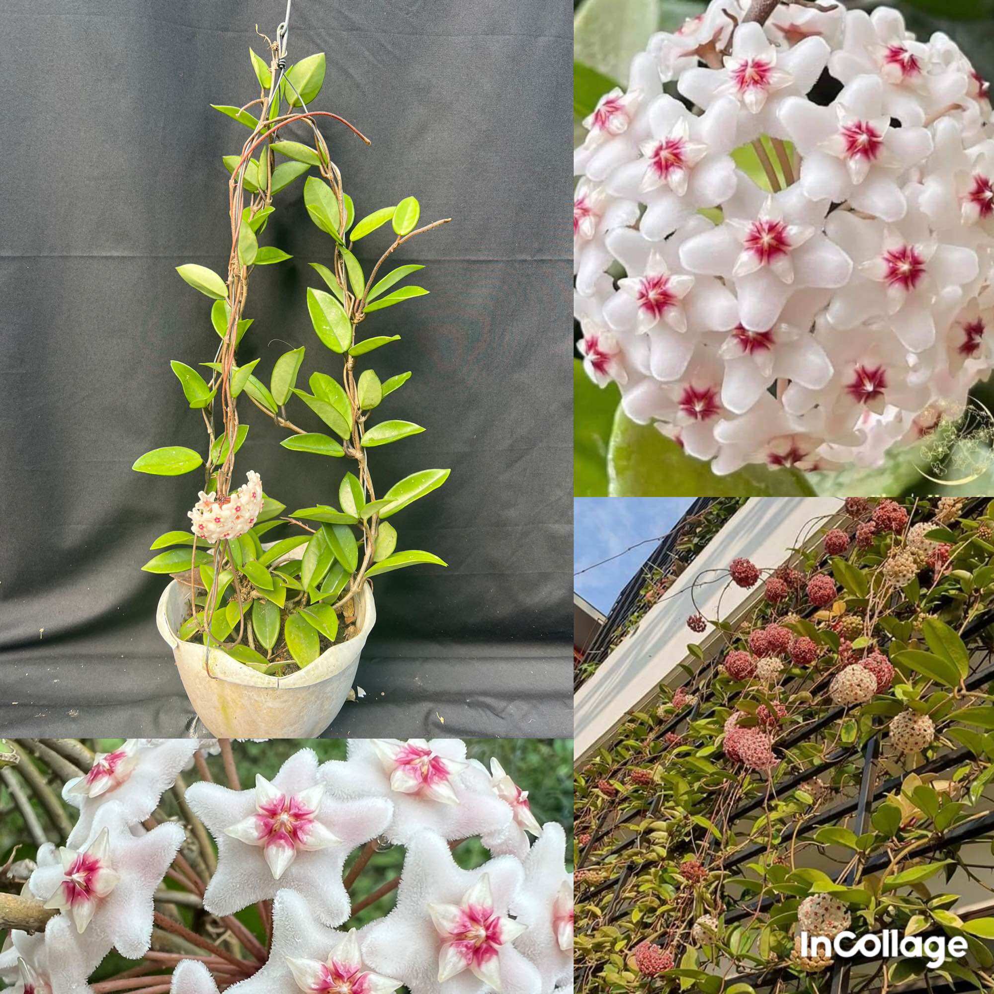 Hoa Cẩm cù hoya carnosa white hoa thơm, siêng hoa