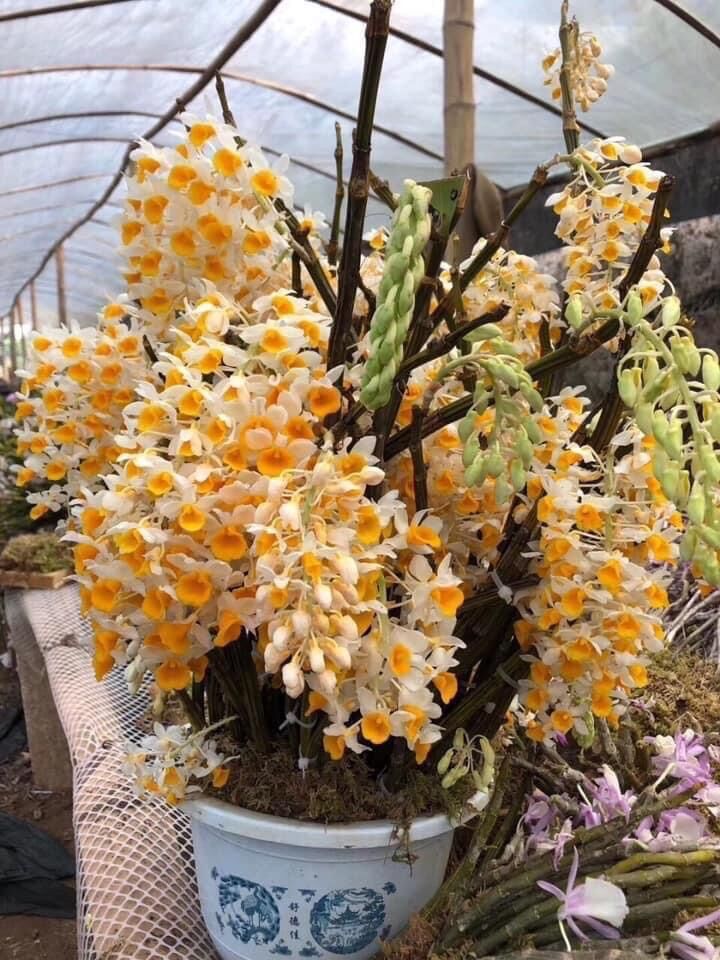 Hoa Lan kiều vàng(1 bó hình cuối)