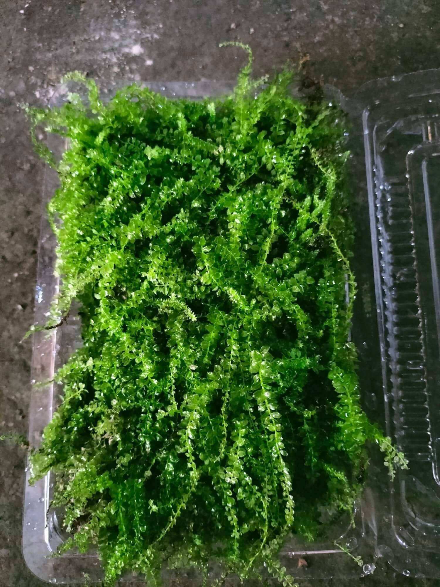 Rêu xạ hương terrarium, bán cạn