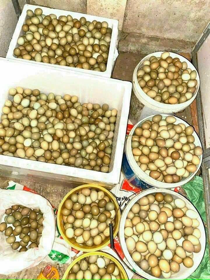 10 Trứng Chiem Trĩ đỏ có cồ ấp nở con giống(hoặc dùng tẩm bổ rất tốt)