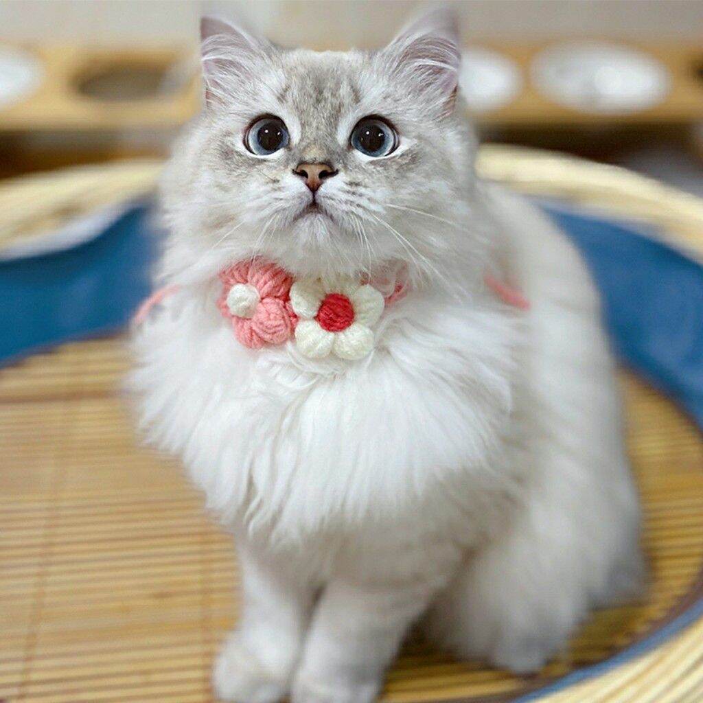 VÒNG CỔ CHO MÈO