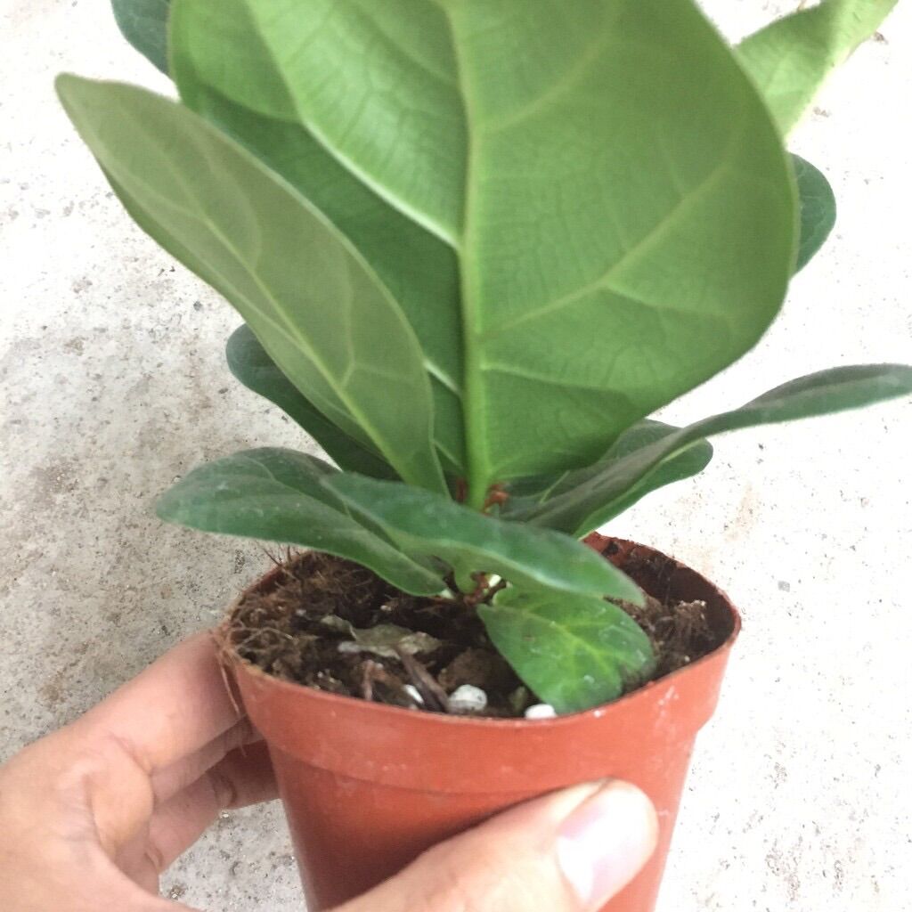 Cây bàng Singapore mini để bàn
