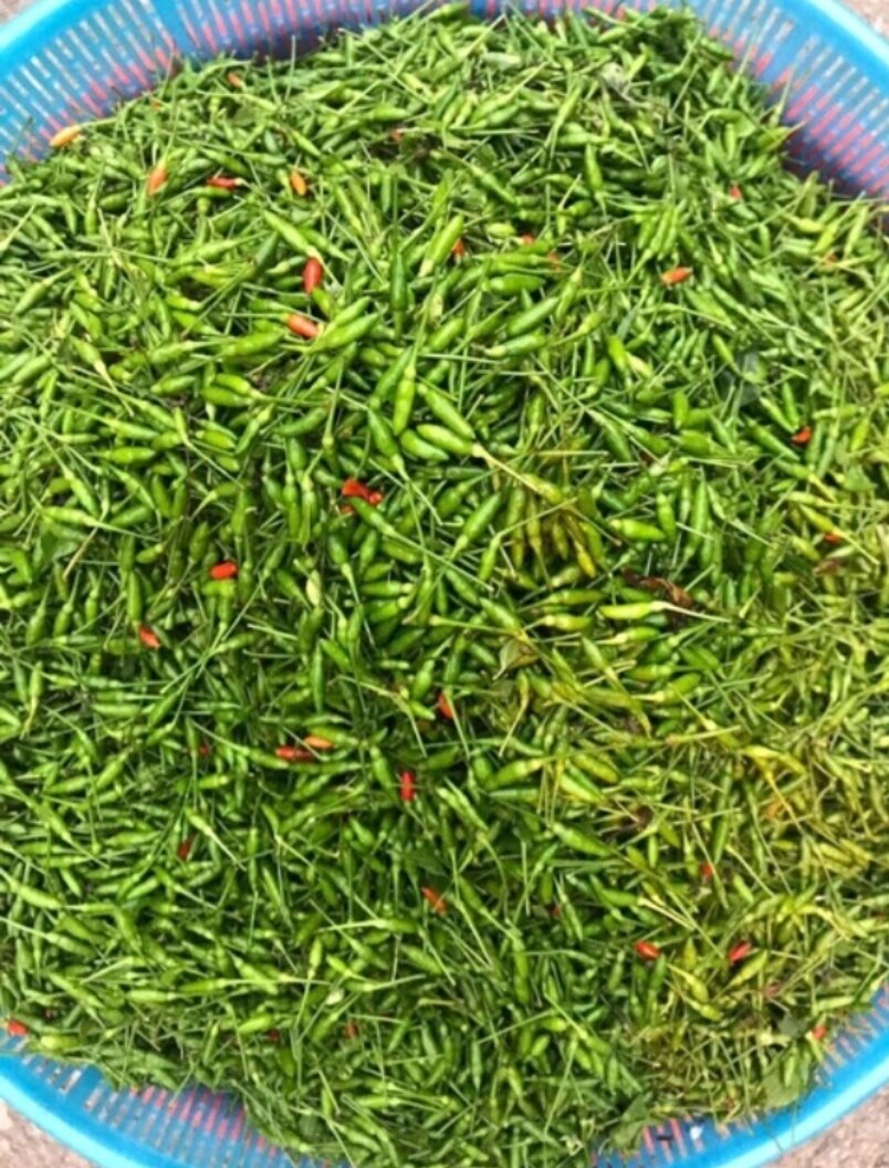 [HCM] Ớt Gió Hà Giang Đồng Văn Muối Hột Hủ 300g