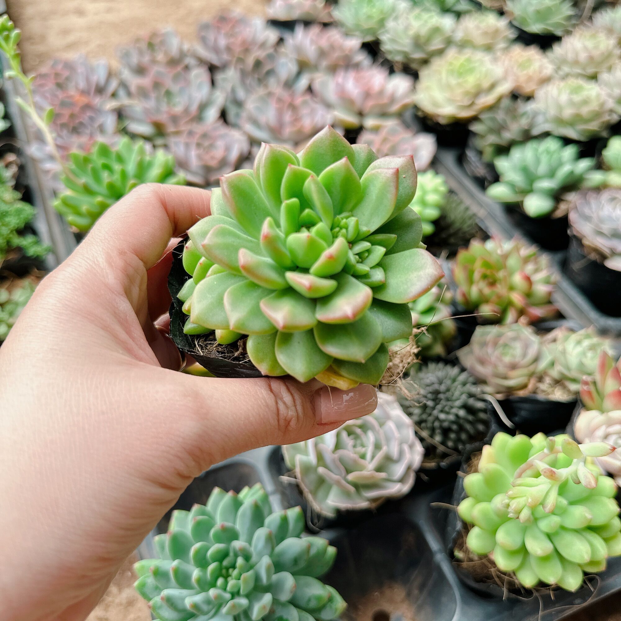 Sen đá mặt trời mới size bầu 3-5 cm