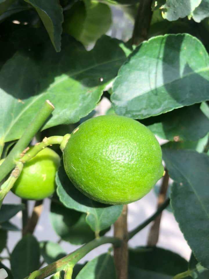 Cây Chanh Ko Hạt...đang trái