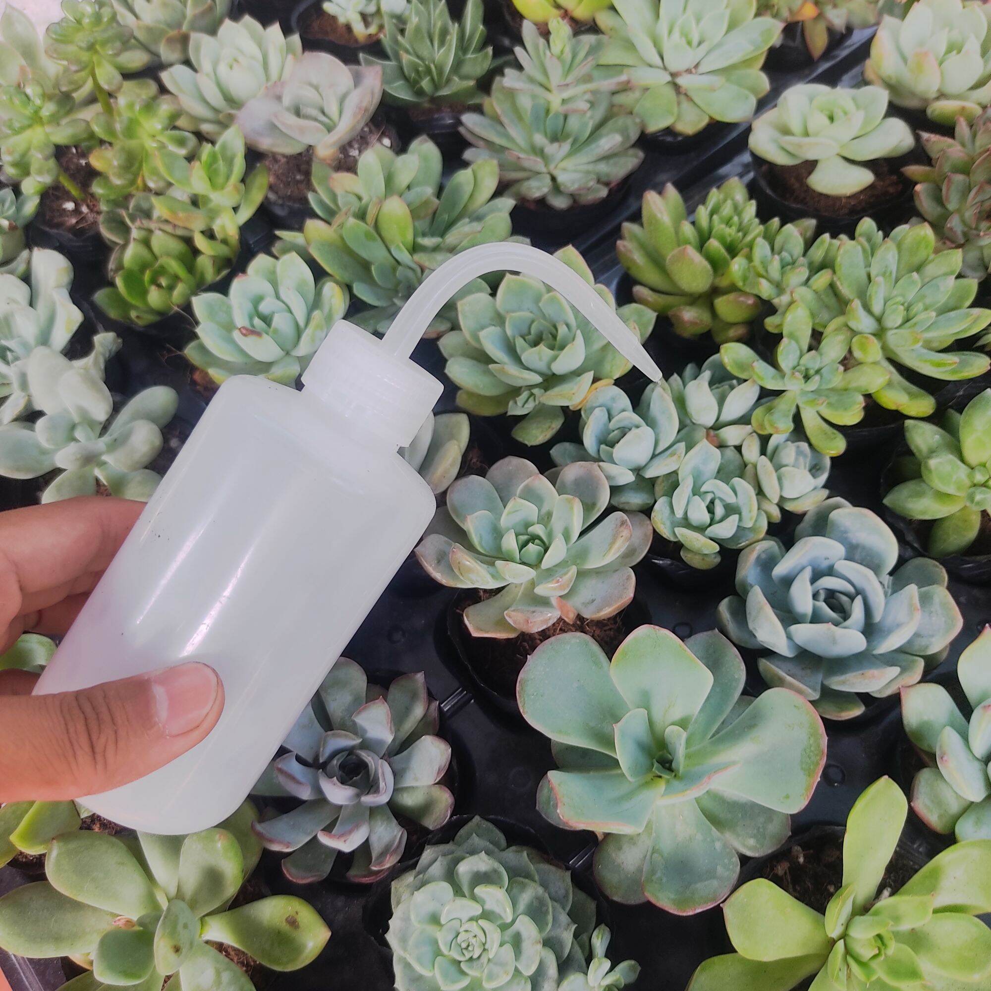 Bình tưới vòi cong 500ml - Bình tưới sen đá