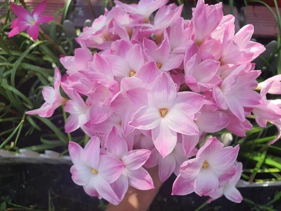 Huệ mưa Lili pie