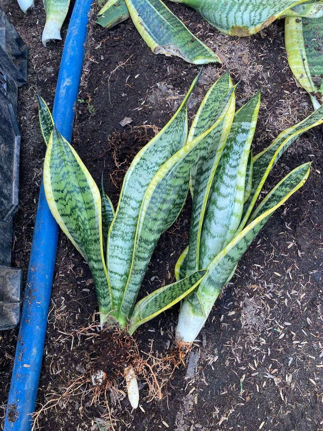 Lưỡi Hổ Thái Lùn  Để Bàn  ( size nhỏ, ko chậu )