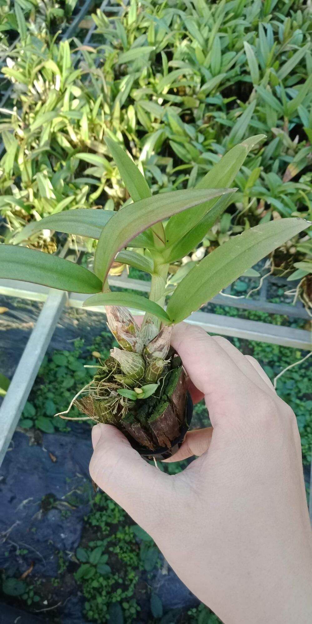 Hoa lan denro mini giống đủ màu