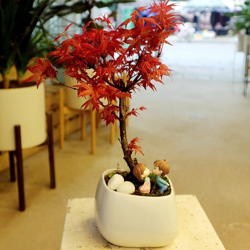 Phong lá đỏ mai mắn