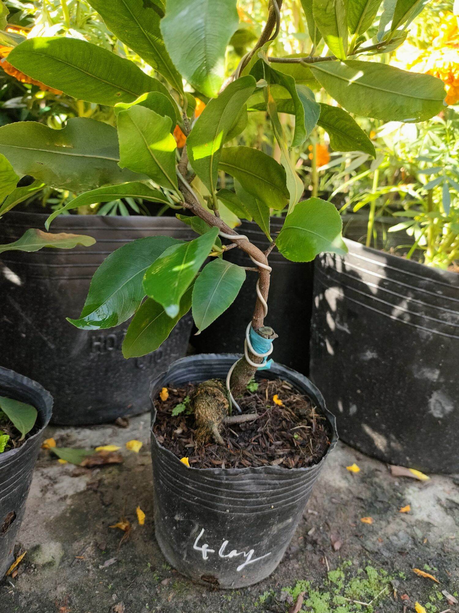 Cây mai cúc tứ long ( 4 long )