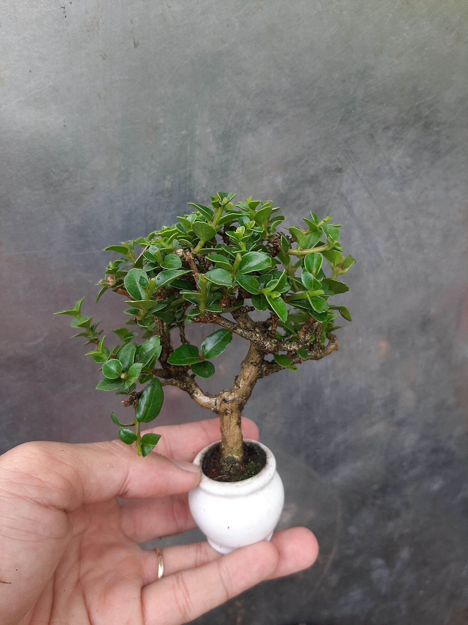 Sam hương siêu mini để bàn
