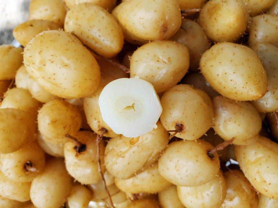 Củ lùn tươi mơi bao giòn ngọt củ trung bột ngon 1kg