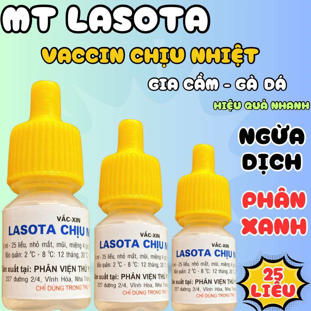 Lasota chịu nhiệt phòng bệnh dịch tả cho gà đá