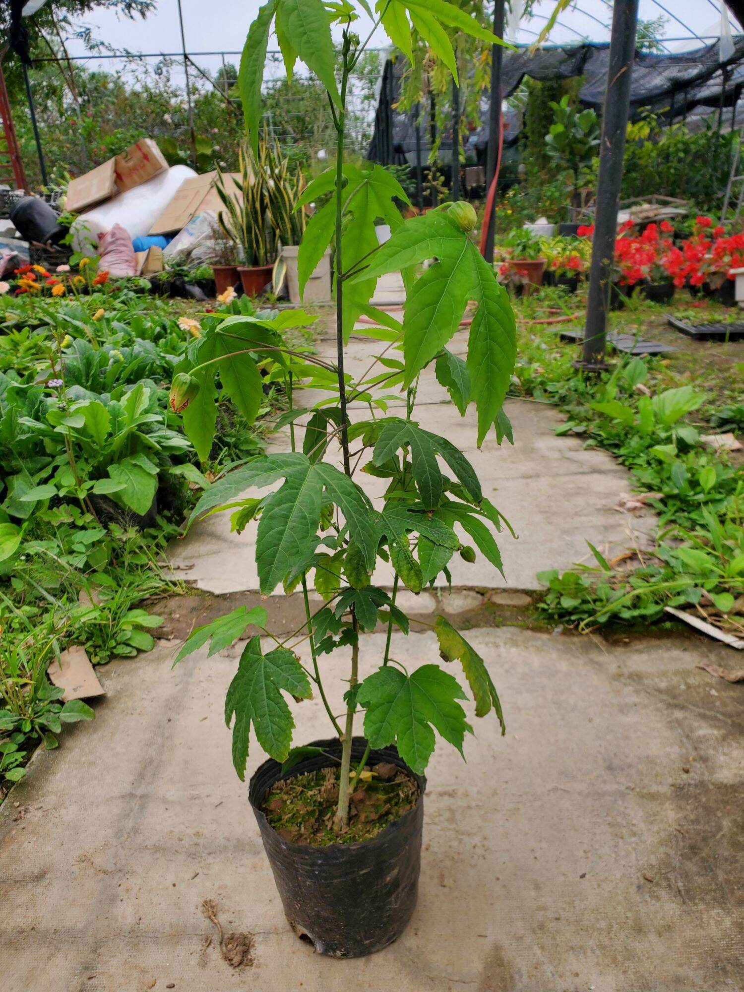 Cây hoa lồng đèn mỹ cao 20-30cm