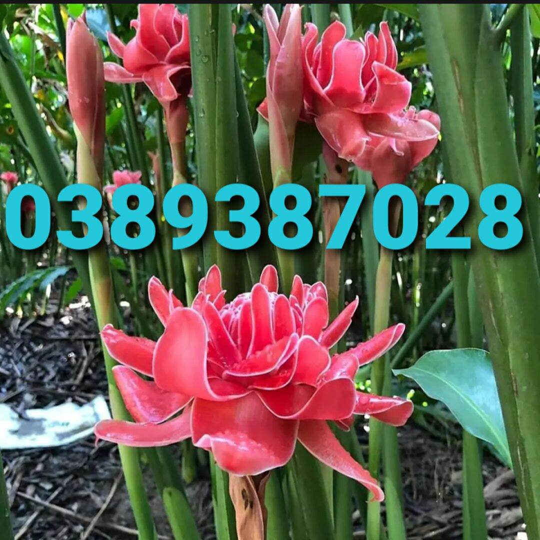 2 cây sen đa lộc,sen đất, cao khoảng 50cm