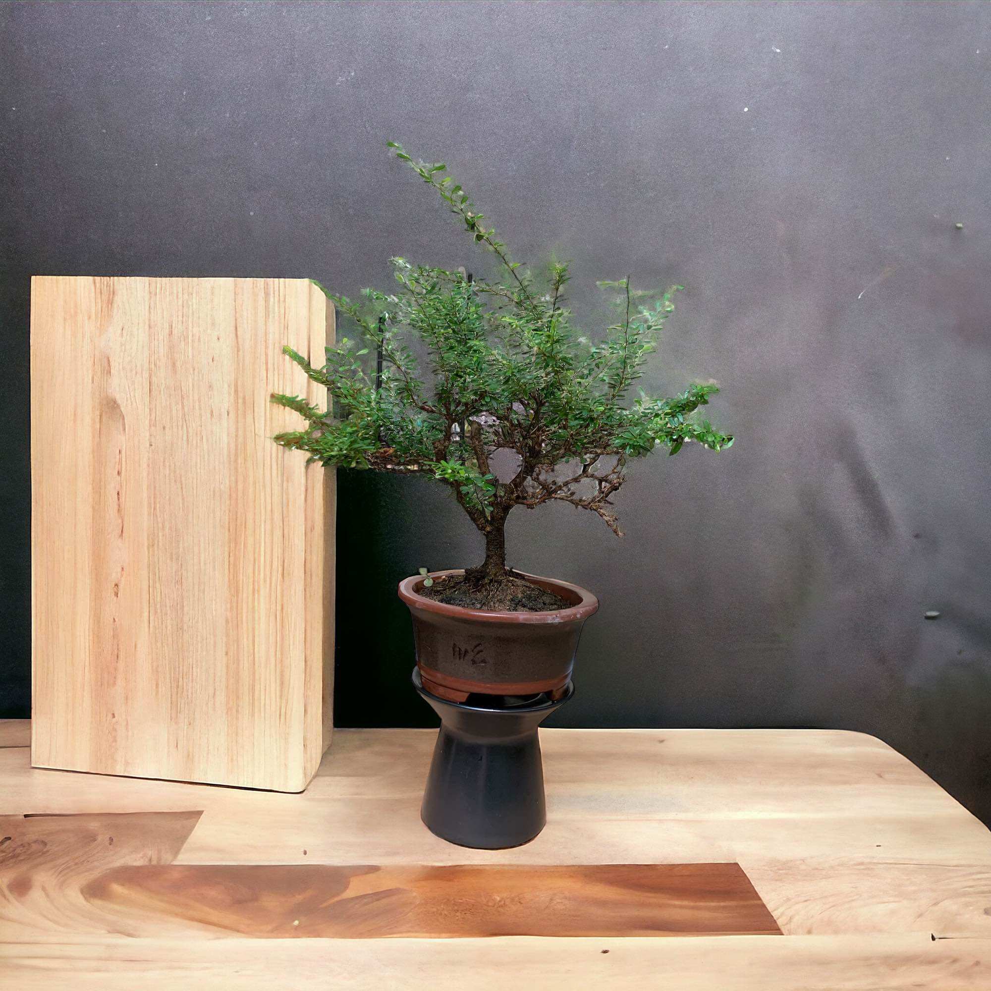 Đôn sứ để chậu mini , hàng xuất khẩu