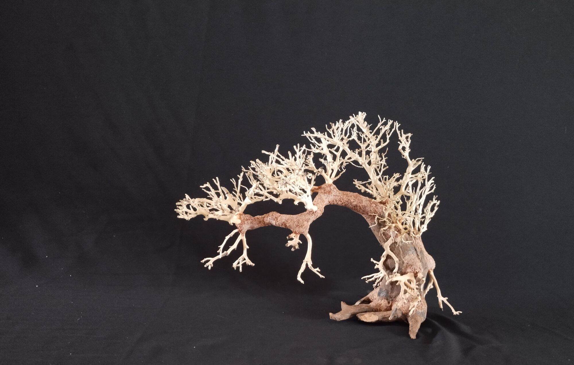 Lũa bonsai thủy sinh mini cho hồ cá 10 x 15 cm