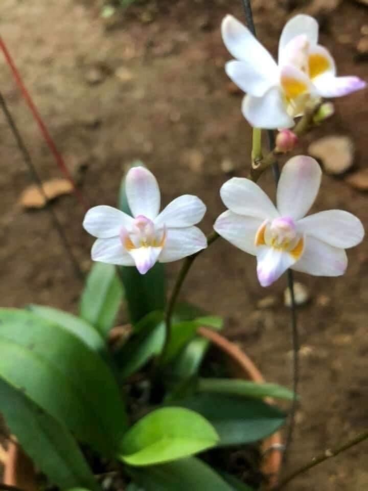 Hoa Lan hồ điệp rừng (2 cây)