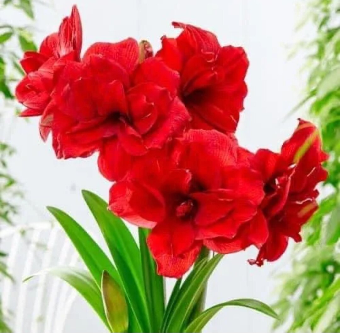 Hoa Lan huệ kép (2 củ)