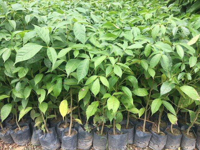 com bo 2 Cây kèn hồng cao từ 80-100cm.