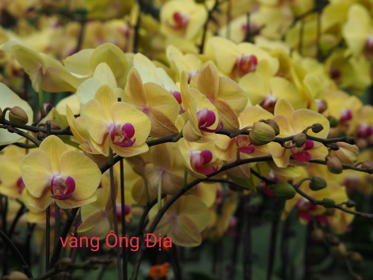 lan hồ điệp vàng ông địa