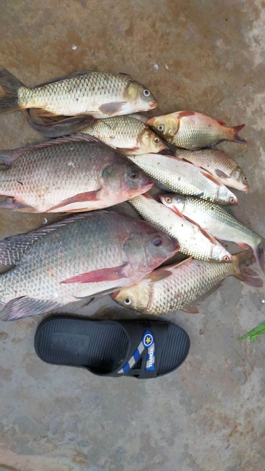 Mồi câu lăng xê gói 1kg