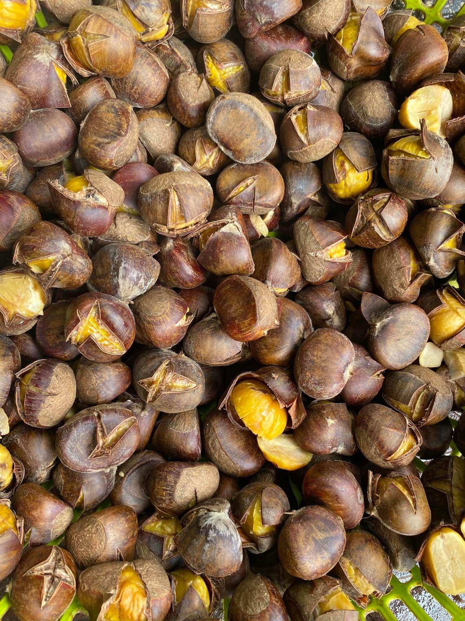 1kg Hạt Dẻ tươi Cao Bằng (cơm vàng, bùi, ngọt, béo)