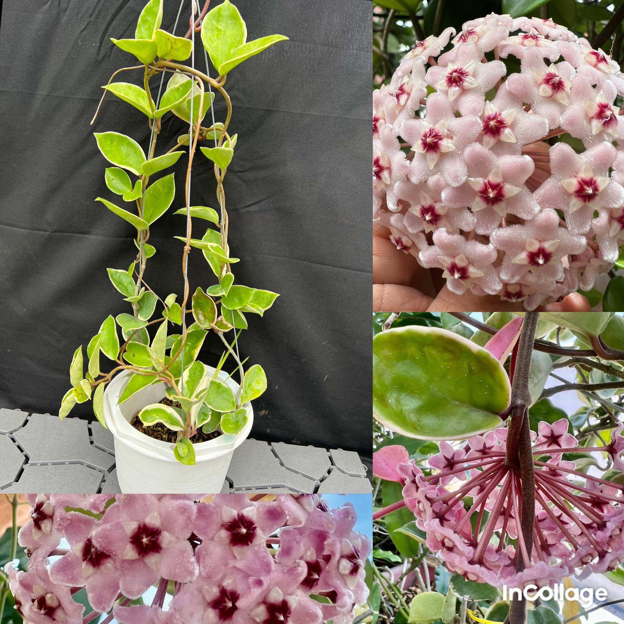 Hoa Cẩm cù hoya krimson princess thân leo, nhiều kích thước, hoa thơm và siêng hoa